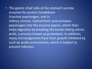 • The gastric chief cells of the stomach secrete
enzymes for protein breakdown
(inactive pepsinogen, and in
infancy rennin). Hydrochloric acid activates
pepsinogen into the enzyme pepsin, which then
helps digestion by breaking the bonds linking amino
acids, a process known as proteolysis. In addition,
many microorganisms have their growth inhibited by
such an acidic environment, which is helpful to
prevent infection.
 