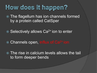 Hyperactivation Hyperactivation | PPTX