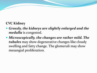 CVC Kidney
 Grossly, the kidneys are slightly enlarged and the
medulla is congested.
 Microscopically, the changes are rather mild. The
tubules may show degenerative changes like cloudy
swelling and fatty change. The glomeruli may show
mesangial proliferation.
 