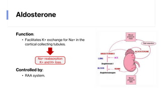 Hyperaldosteronism | PDF