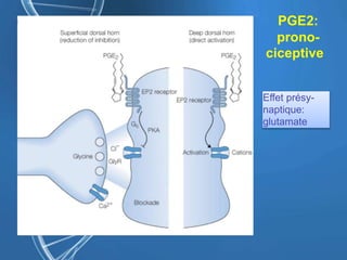 PGE2:
prono-
ciceptive
Effet présy-
naptique:
glutamate
 