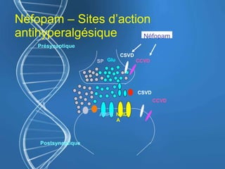 Néfopam – Sites d’action
antihyperalgésique
Présynaptique
Postsynaptique
GluSP
AMPA NMD
A
CCVD
CSVD
CSVD
CCVD
Néfopam
 