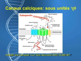 Canaux calciques: sous unités "2#
Arikkath and Campbell. Curr Opin Neurobiol 2003;13:298-307.
Gabapentin
 