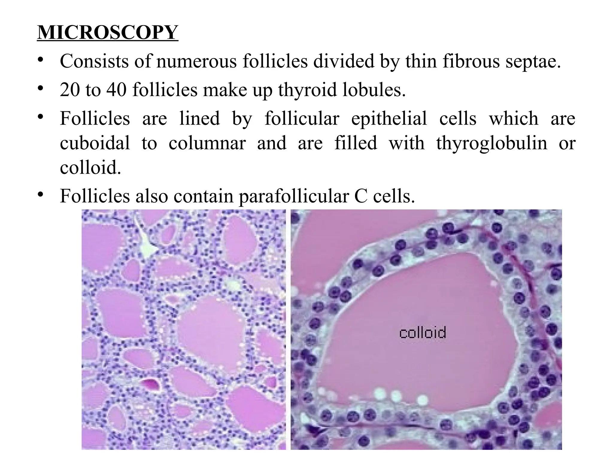 MICROSCOPY
• Consists of numerous follicles divided by thin fibrous septae.
• 20 to 40 follicles make up thyroid lobules.
• Follicles are lined by follicular epithelial cells which are
cuboidal to columnar and are filled with thyroglobulin or
colloid.
• Follicles also contain parafollicular C cells.
 