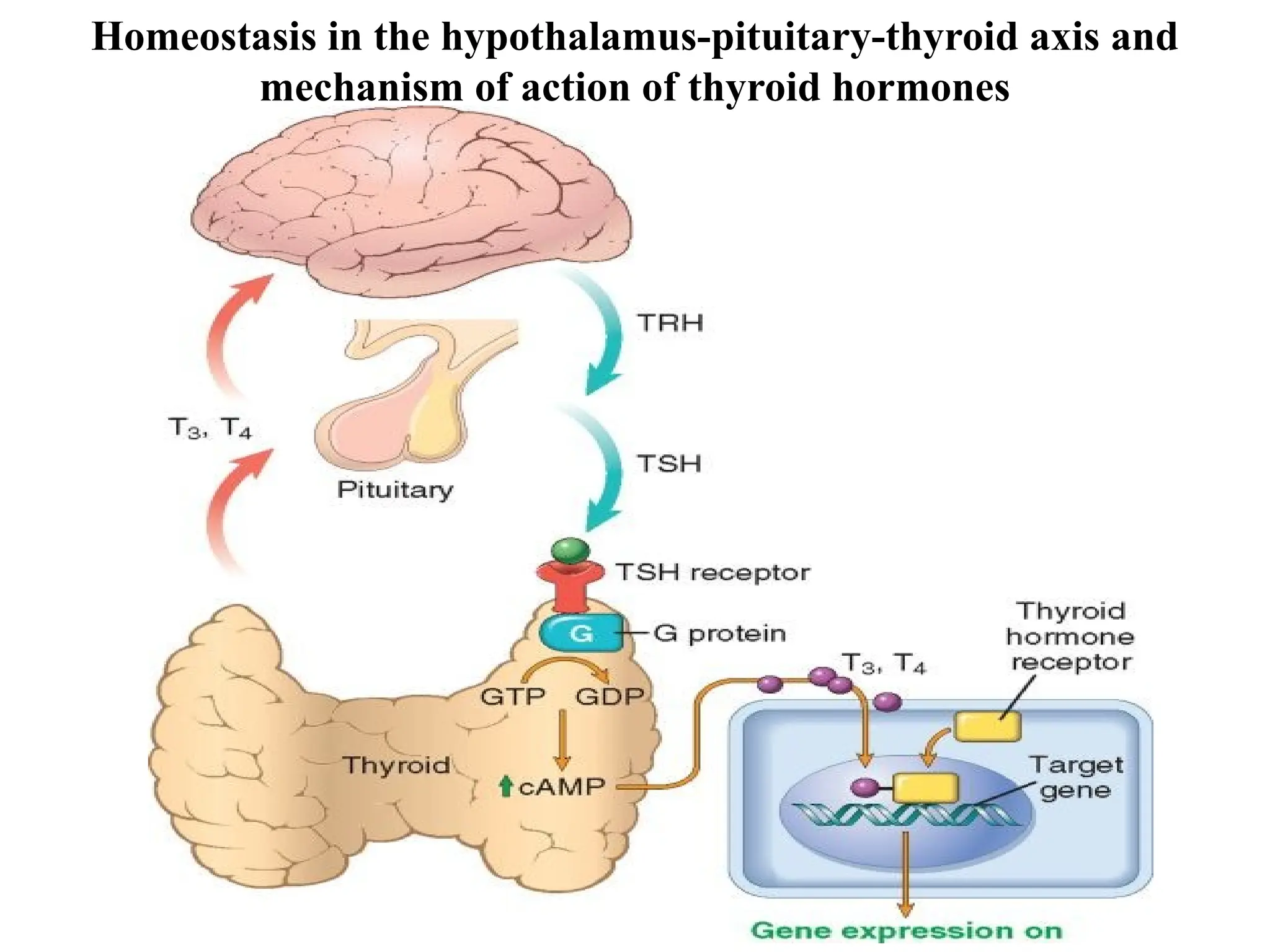 Homeostasis in the hypothalamus-pituitary-thyroid axis and
mechanism of action of thyroid hormones
 