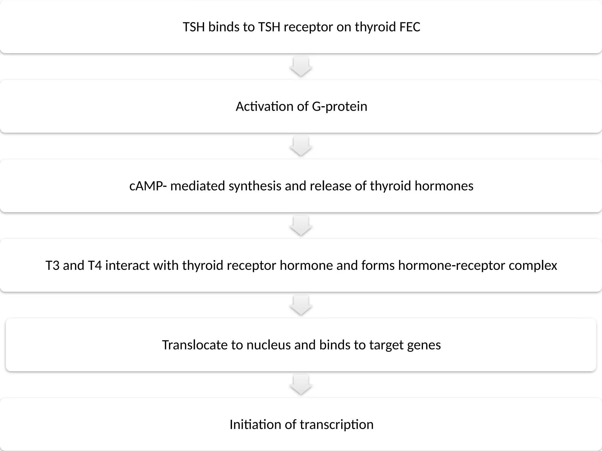 TSH binds to TSH receptor on thyroid FEC
Activation of G-protein
cAMP- mediated synthesis and release of thyroid hormones
T3 and T4 interact with thyroid receptor hormone and forms hormone-receptor complex
Translocate to nucleus and binds to target genes
Initiation of transcription
 