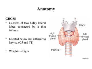 Anatomy
GROSS
• Consists of two bulky lateral
lobes connected by a thin
isthmus
• Located below and anterior to
larynx. (C5 and T1)
• Weight= ~25gm.
 
