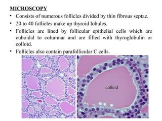 MICROSCOPY
• Consists of numerous follicles divided by thin fibrous septae.
• 20 to 40 follicles make up thyroid lobules.
• Follicles are lined by follicular epithelial cells which are
cuboidal to columnar and are filled with thyroglobulin or
colloid.
• Follicles also contain parafollicular C cells.
 