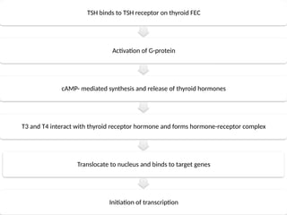 TSH binds to TSH receptor on thyroid FEC
Activation of G-protein
cAMP- mediated synthesis and release of thyroid hormones
T3 and T4 interact with thyroid receptor hormone and forms hormone-receptor complex
Translocate to nucleus and binds to target genes
Initiation of transcription
 