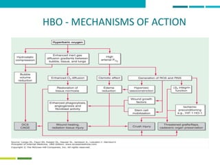 19
HBO - MECHANISMS OF ACTION
 