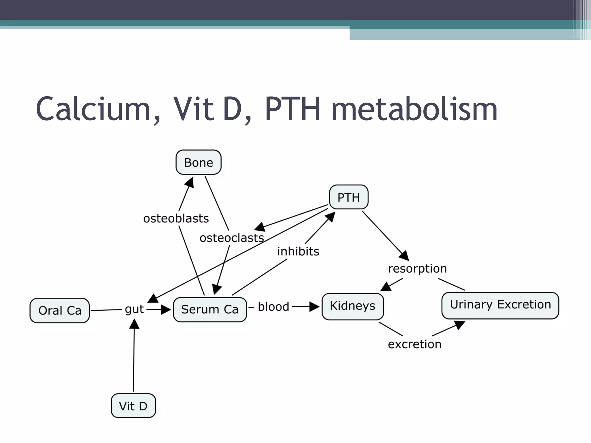 Calcium, Vit D, PTH metabolism 