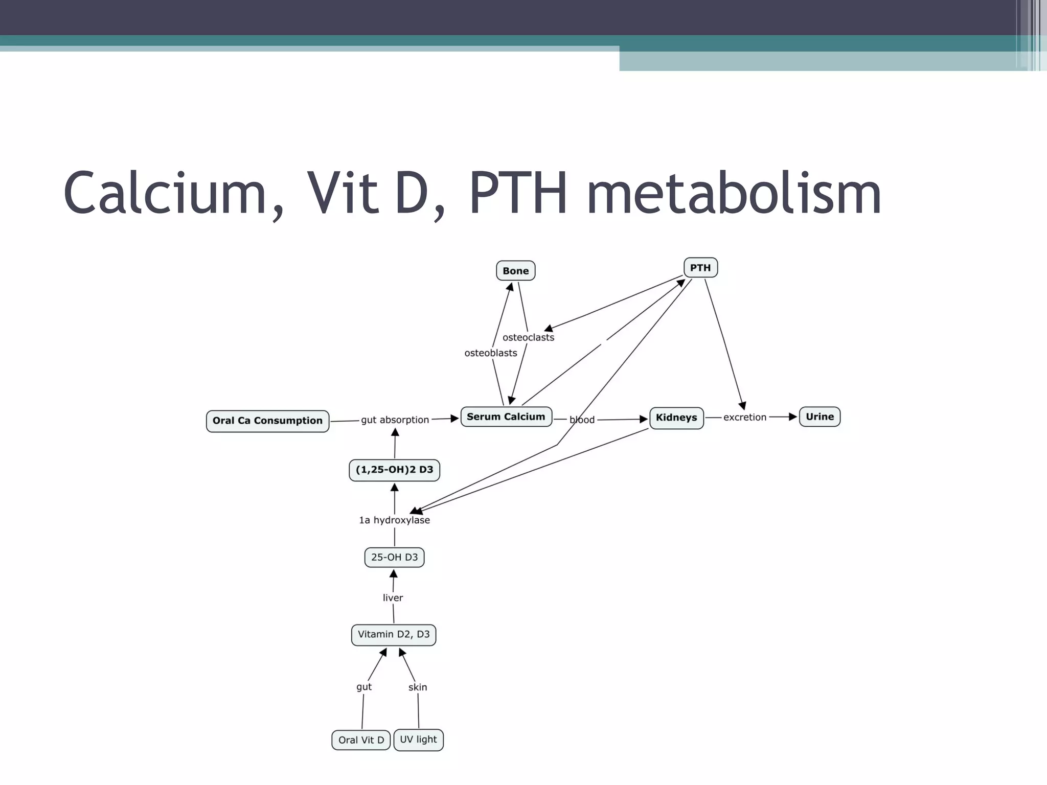 Calcium, Vit D, PTH metabolism 