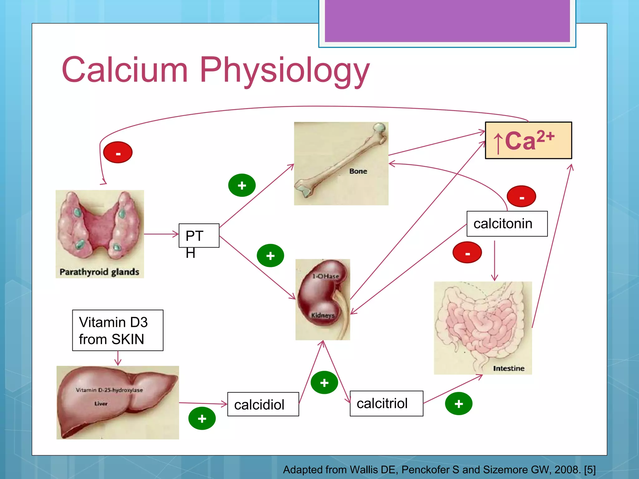 Calcium Physiology
Adapted from Wallis DE, Penckofer S and Sizemore GW, 2008. [5]
PT
H
↑Ca2+
calcidiol calcitriol
Vitamin D3
from SKIN
calcitonin
-
+
+
+
+
+
-
-
 