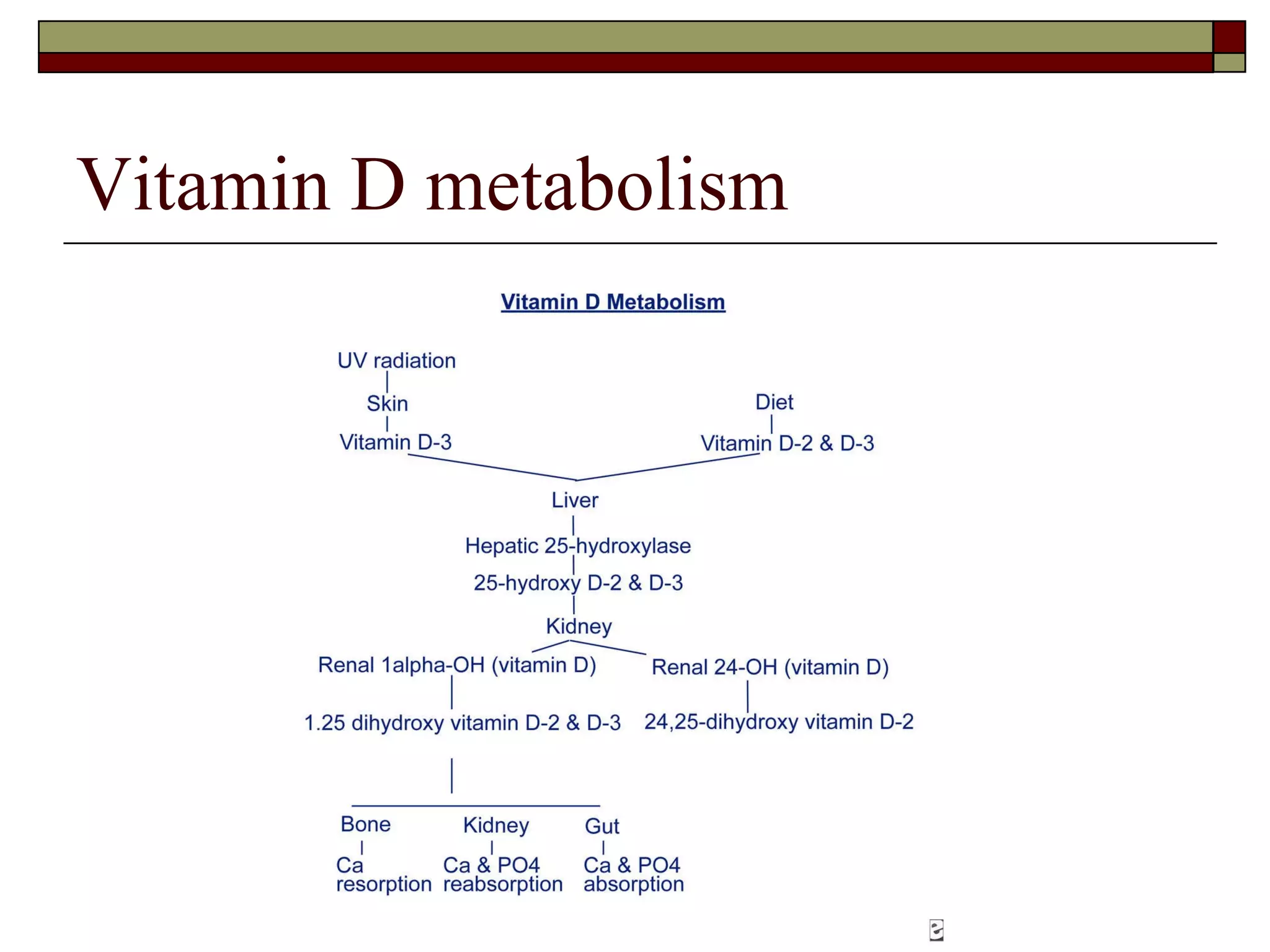 Vitamin D metabolism 