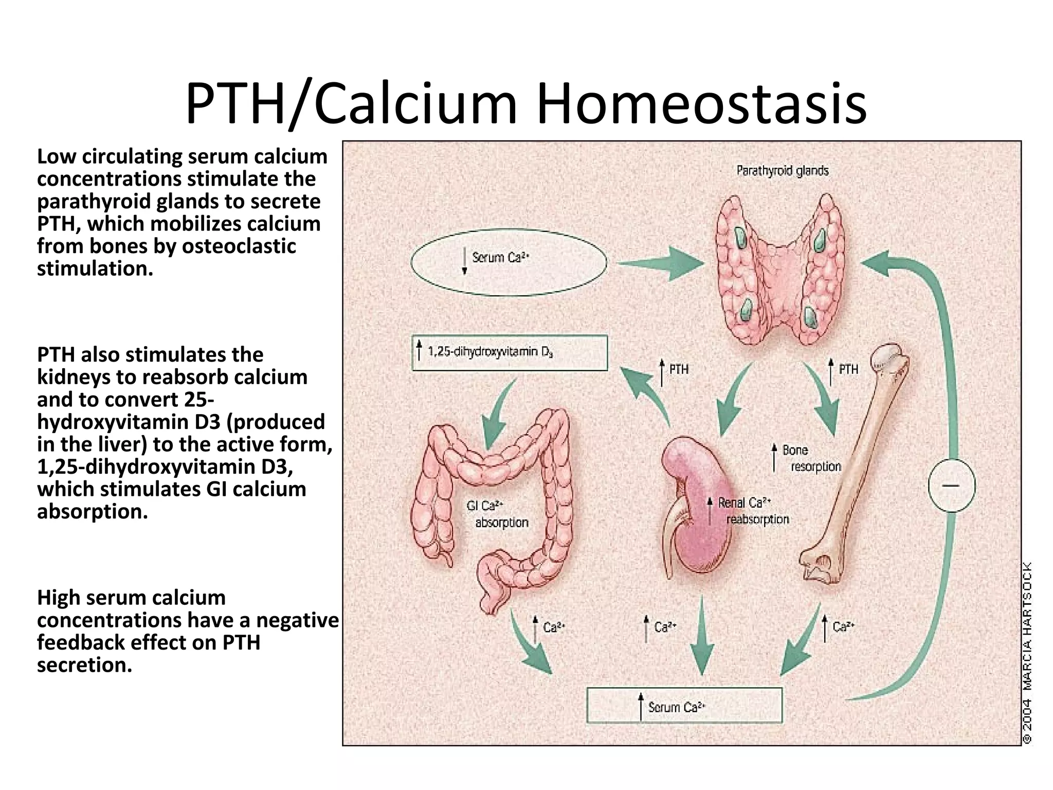 PTH/Calcium Homeostasis
Low circulating serum calcium
concentrations stimulate the
parathyroid glands to secrete
PTH, which mobilizes calcium
from bones by osteoclastic
stimulation.
PTH also stimulates the
kidneys to reabsorb calcium
and to convert 25-
hydroxyvitamin D3 (produced
in the liver) to the active form,
1,25-dihydroxyvitamin D3,
which stimulates GI calcium
absorption.
High serum calcium
concentrations have a negative
feedback effect on PTH
secretion.
 