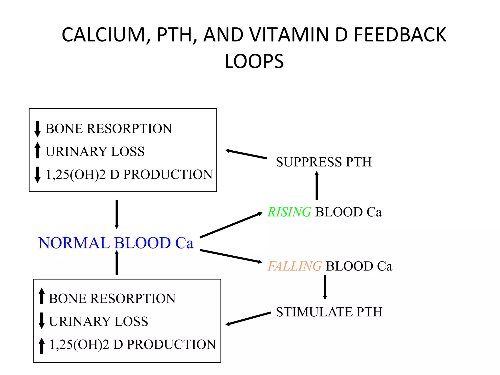 CALCIUM, PTH, AND VITAMIN D FEEDBACK
LOOPS
NORMAL BLOOD Ca
RISING BLOOD Ca
FALLING BLOOD Ca
SUPPRESS PTH
STIMULATE PTH
BONE RESORPTION
URINARY LOSS
1,25(OH)2 D PRODUCTION
BONE RESORPTION
URINARY LOSS
1,25(OH)2 D PRODUCTION
 