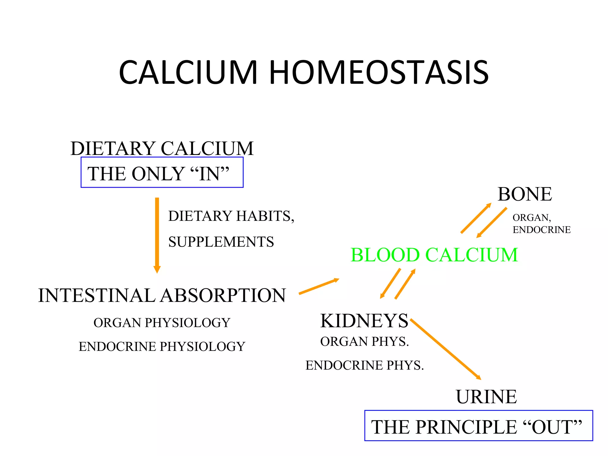 CALCIUM HOMEOSTASIS
DIETARY CALCIUM
INTESTINAL ABSORPTION
ORGAN PHYSIOLOGY
ENDOCRINE PHYSIOLOGY
DIETARY HABITS,
SUPPLEMENTS
BLOOD CALCIUM
BONE
KIDNEYS
URINE
THE ONLY “IN”
THE PRINCIPLE “OUT”
ORGAN PHYS.
ENDOCRINE PHYS.
ORGAN,
ENDOCRINE
 