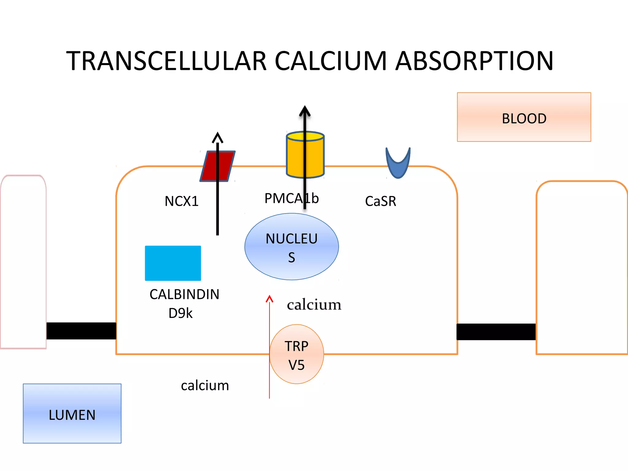 TRANSCELLULAR CALCIUM ABSORPTION
TRP
V5
NUCLEU
S
CCALBINDIN
D9k
NCX1 PMCA1b CaSR
calcium
LUMEN
BLOOD
 