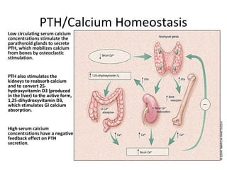 Pth Calcium Algorithm Hypercalcemia | PPT