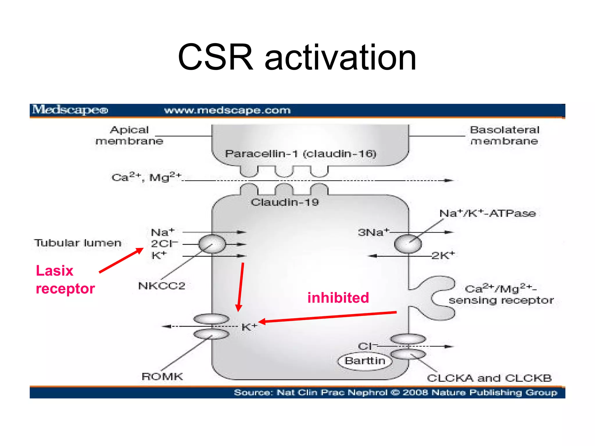 CSR activation
Lasix
receptor
inhibited
 