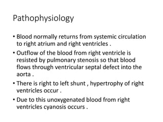 Pathophysiology
• Blood normally returns from systemic circulation
to right atrium and right ventricles .
• Outflow of the blood from right ventricle is
resisted by pulmonary stenosis so that blood
flows through ventricular septal defect into the
aorta .
• There is right to left shunt , hypertrophy of right
ventricles occur .
• Due to this unoxygenated blood from right
ventricles cyanosis occurs .
 