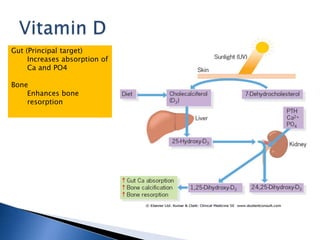 Gut (Principal target)
Increases absorption of
Ca and PO4
Bone
Enhances bone
resorption
 