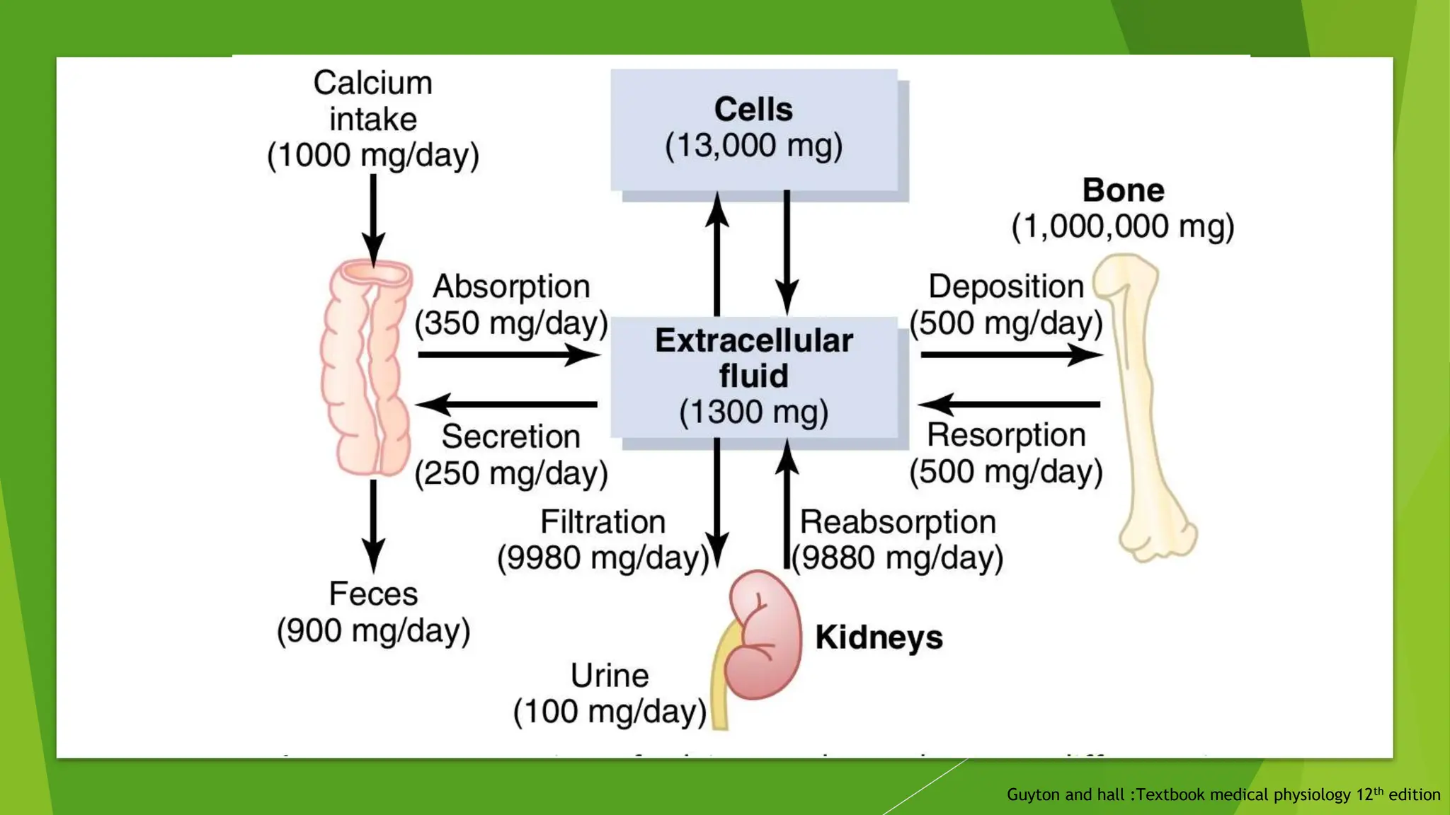 Guyton and hall :Textbook medical physiology 12th edition
 