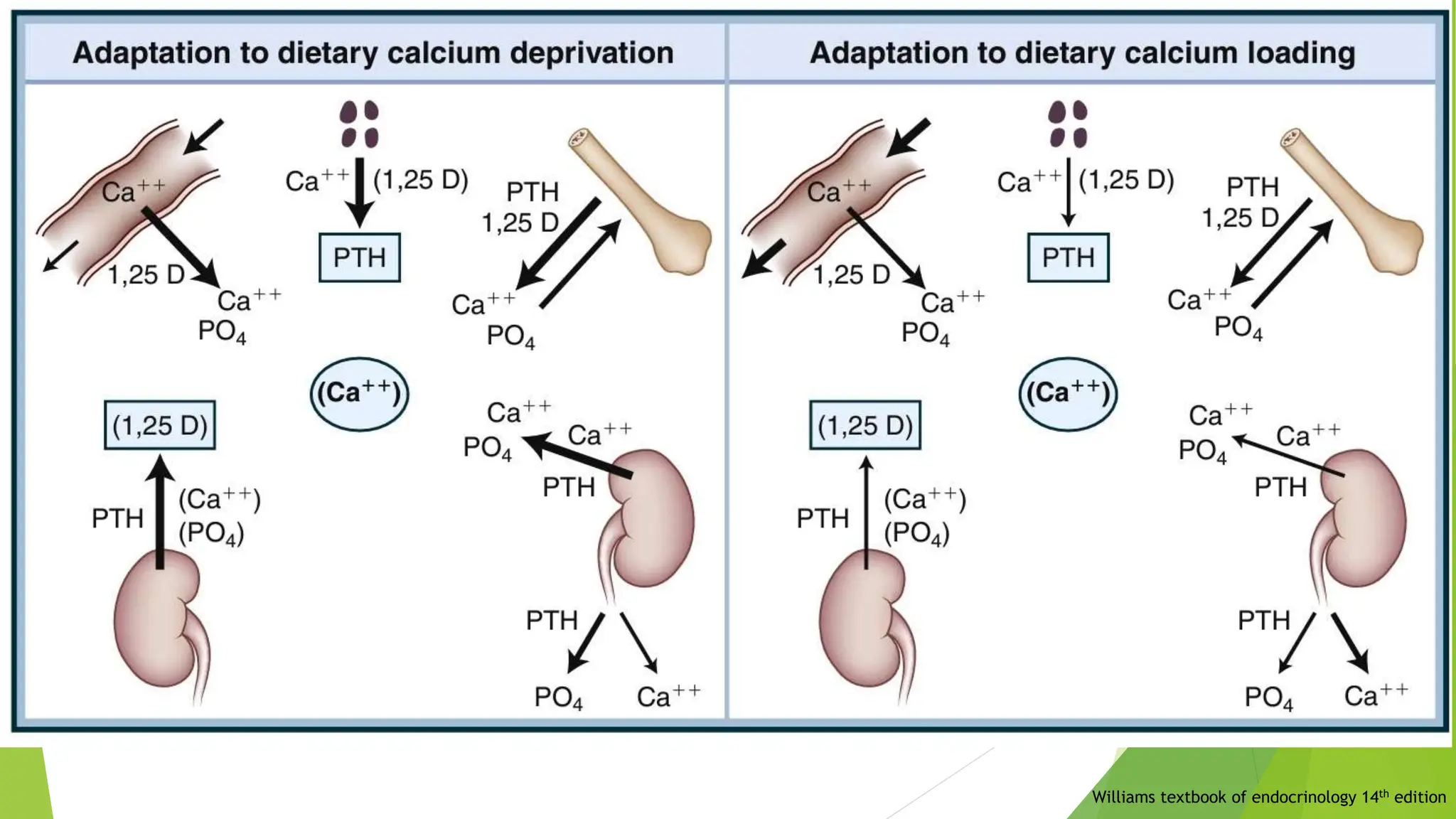 Williams textbook of endocrinology 14th edition
 