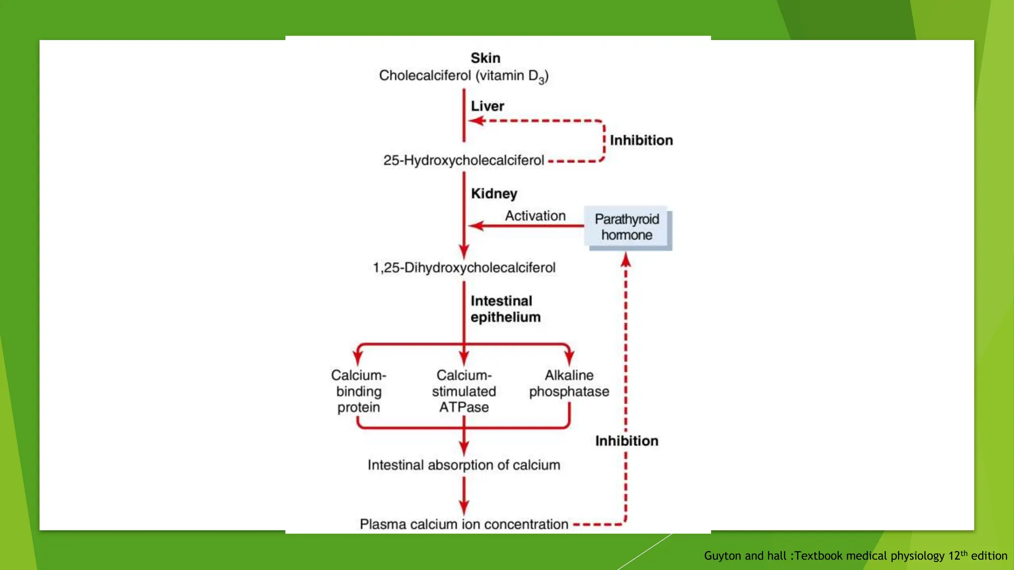 Guyton and hall :Textbook medical physiology 12th edition
 