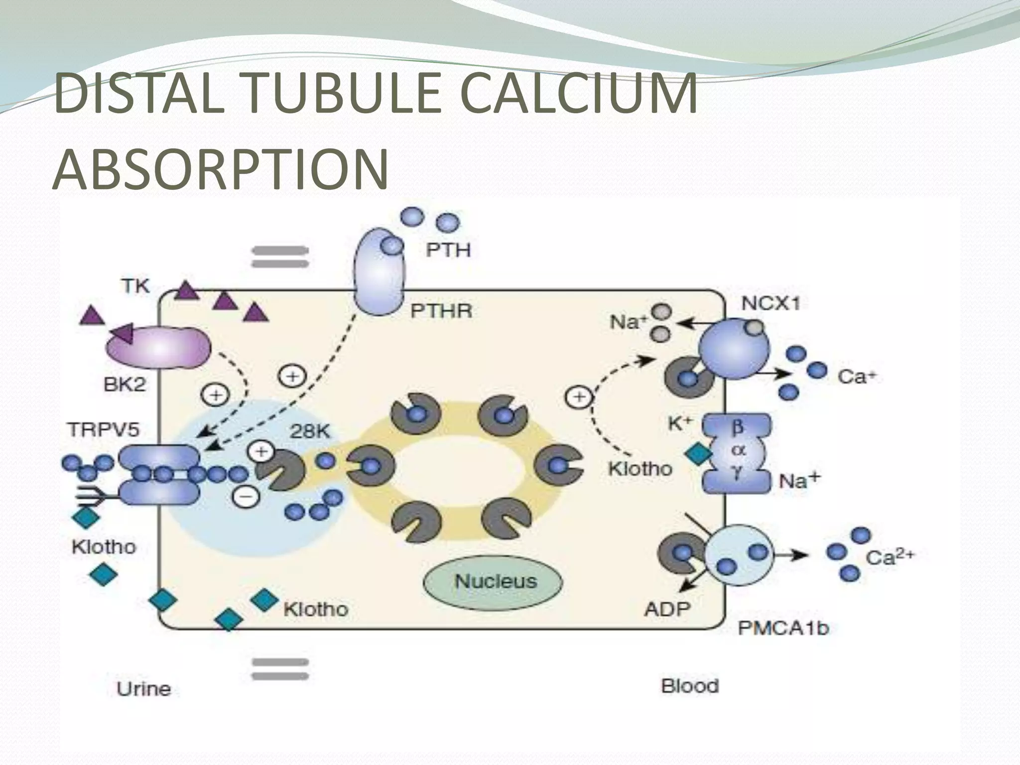 DISTAL TUBULE CALCIUM
ABSORPTION
 