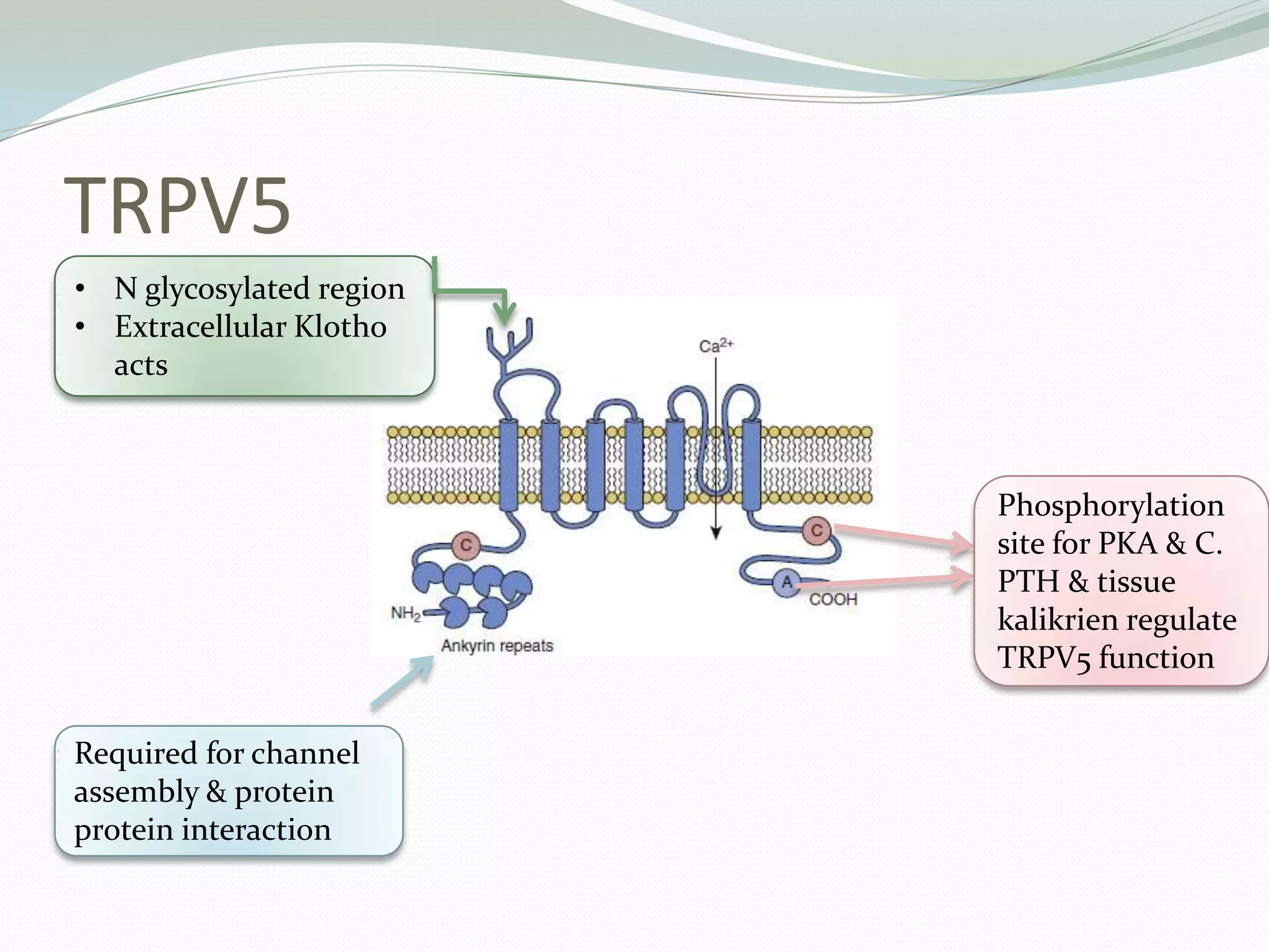 TRPV5
• N glycosylated region
• Extracellular Klotho
acts
Phosphorylation
site for PKA & C.
PTH & tissue
kalikrien regulate
TRPV5 function
Required for channel
assembly & protein
protein interaction
 