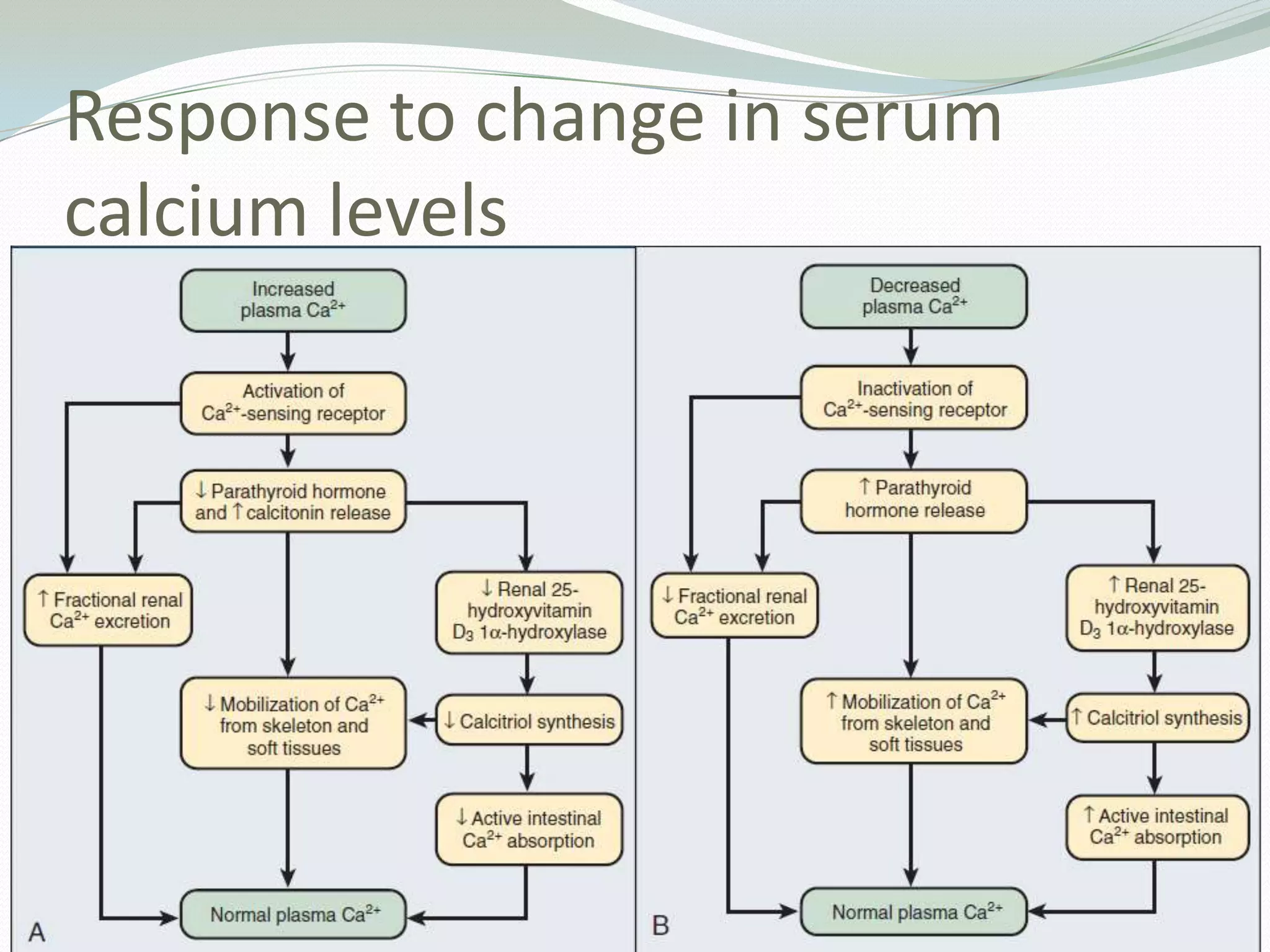 Response to change in serum
calcium levels
 