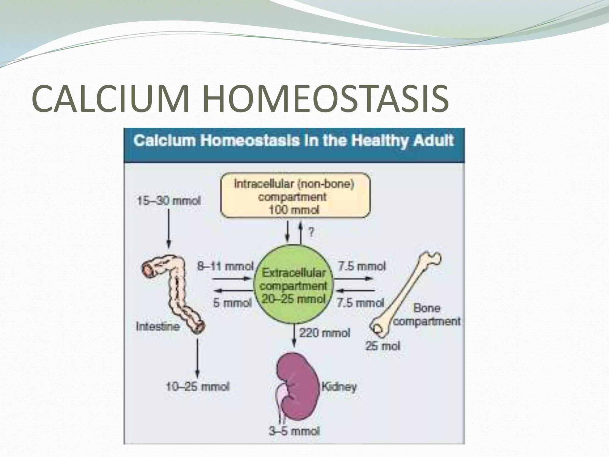 CALCIUM HOMEOSTASIS
 