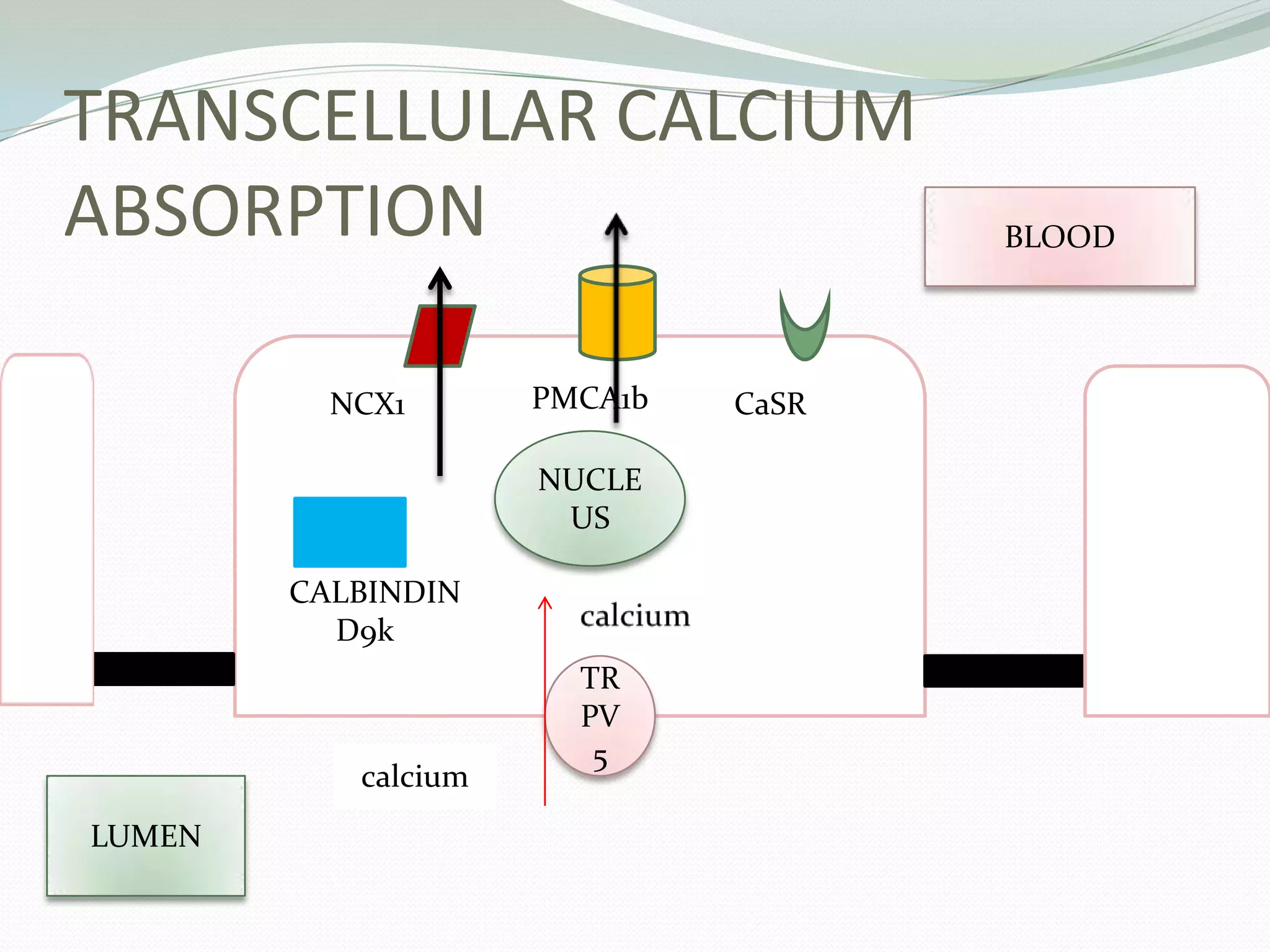 TRANSCELLULAR CALCIUM
ABSORPTION
TR
PV
5
NUCLE
US
CCALBINDIN
D9k
NCX1 PMCA1b CaSR
calcium
LUMEN
BLOOD
 