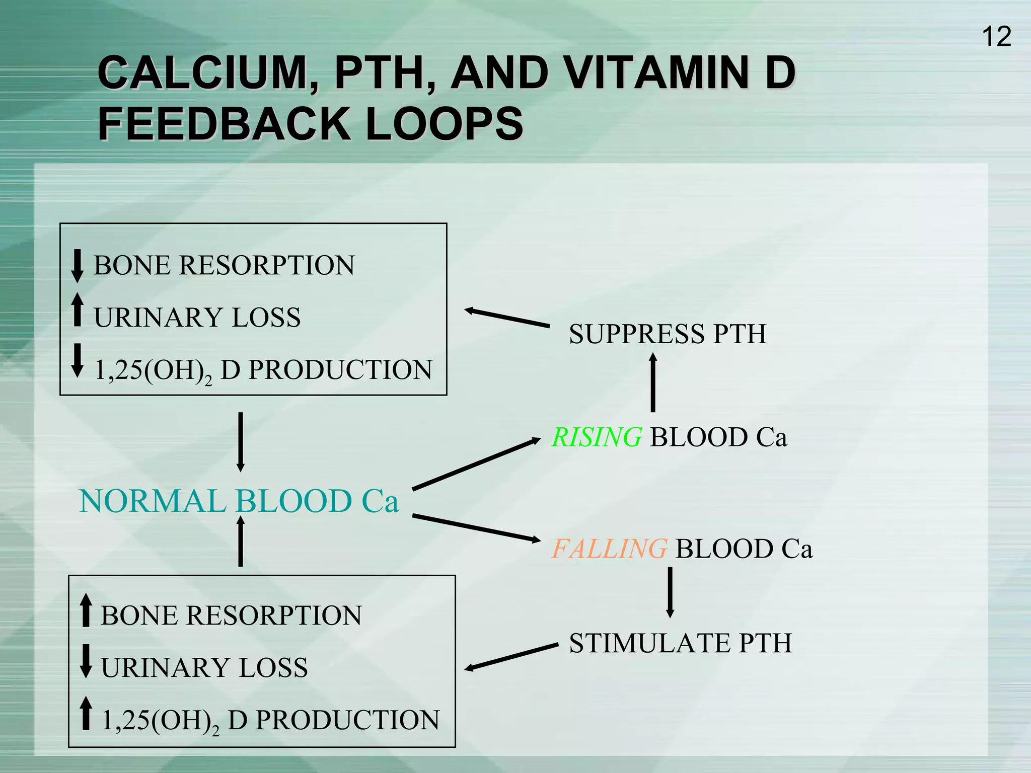 CALCIUM, PTH, AND VITAMIN D FEEDBACK LOOPS NORMAL   BLOOD Ca RISING  BLOOD Ca FALLING  BLOOD Ca SUPPRESS PTH STIMULATE PTH BONE RESORPTION URINARY LOSS 1,25(OH) 2  D PRODUCTION BONE RESORPTION URINARY LOSS 1,25(OH) 2  D PRODUCTION 