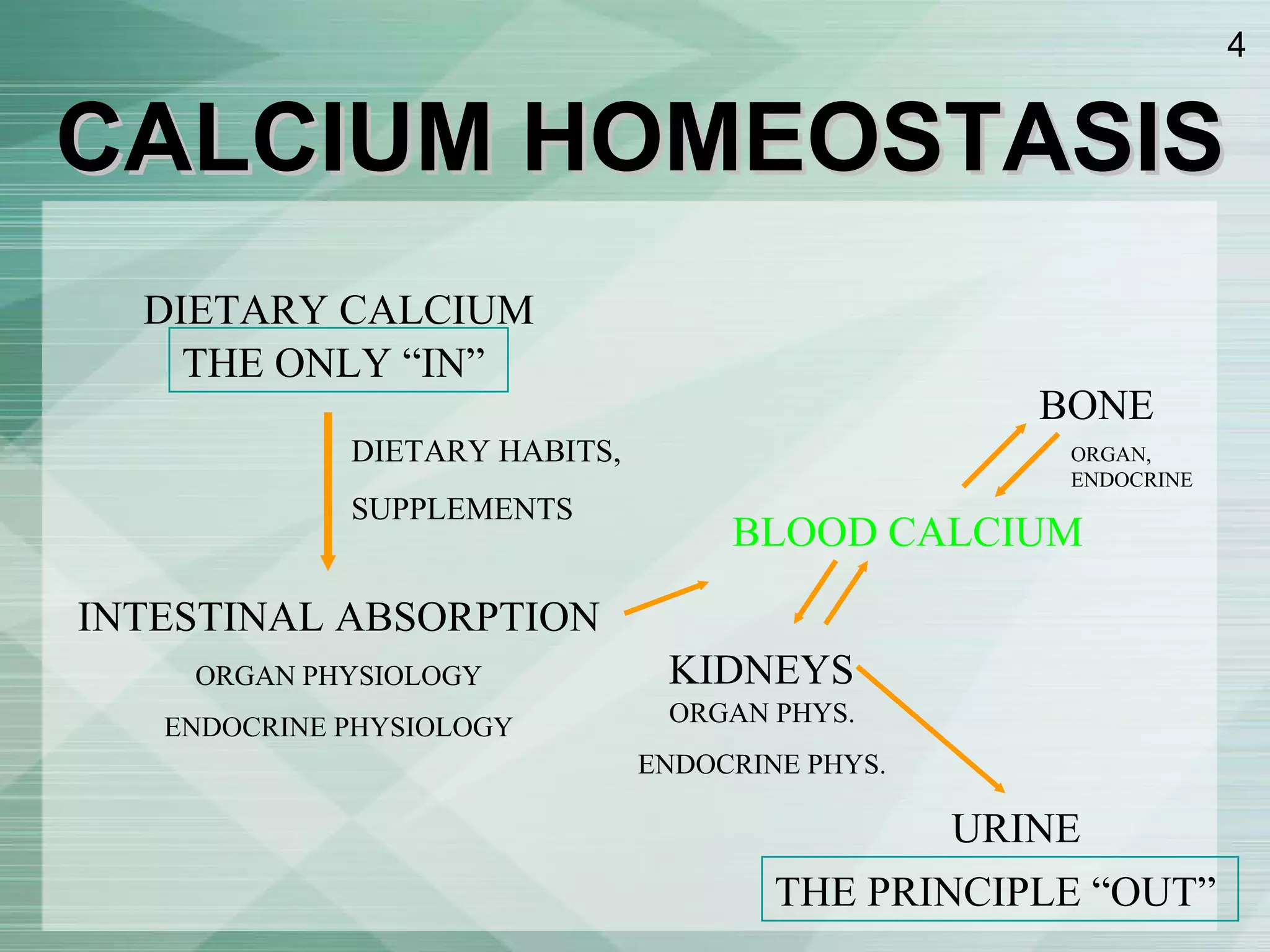 CALCIUM HOMEOSTASIS DIETARY CALCIUM INTESTINAL ABSORPTION ORGAN PHYSIOLOGY ENDOCRINE PHYSIOLOGY DIETARY HABITS,  SUPPLEMENTS BLOOD CALCIUM BONE KIDNEYS URINE THE ONLY “IN” THE PRINCIPLE “OUT” ORGAN PHYS. ENDOCRINE PHYS. ORGAN, ENDOCRINE 
