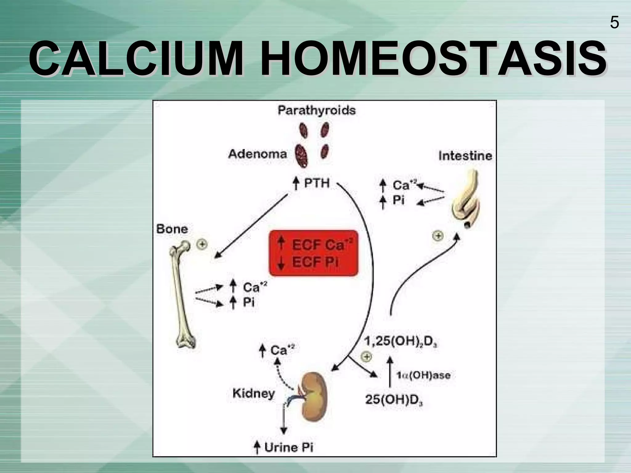 CALCIUM HOMEOSTASIS 