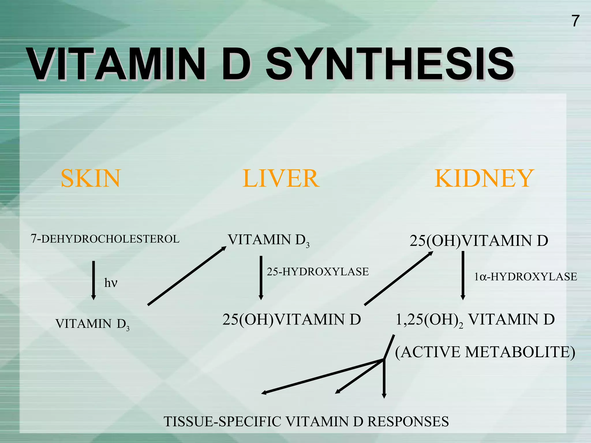 VITAMIN D SYNTHESIS SKIN LIVER KIDNEY 7- DEHYDROCHOLESTEROL VITAMIN   D 3   VITAMIN D 3   25(OH)VITAMIN D h  25-HYDROXYLASE 25(OH)VITAMIN D 1,25(OH) 2  VITAMIN D ( ACTIVE METABOLITE ) 1  -HYDROXYLASE TISSUE-SPECIFIC VITAMIN D RESPONSES 