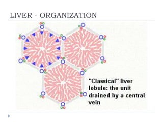 LIVER - ORGANIZATION
 