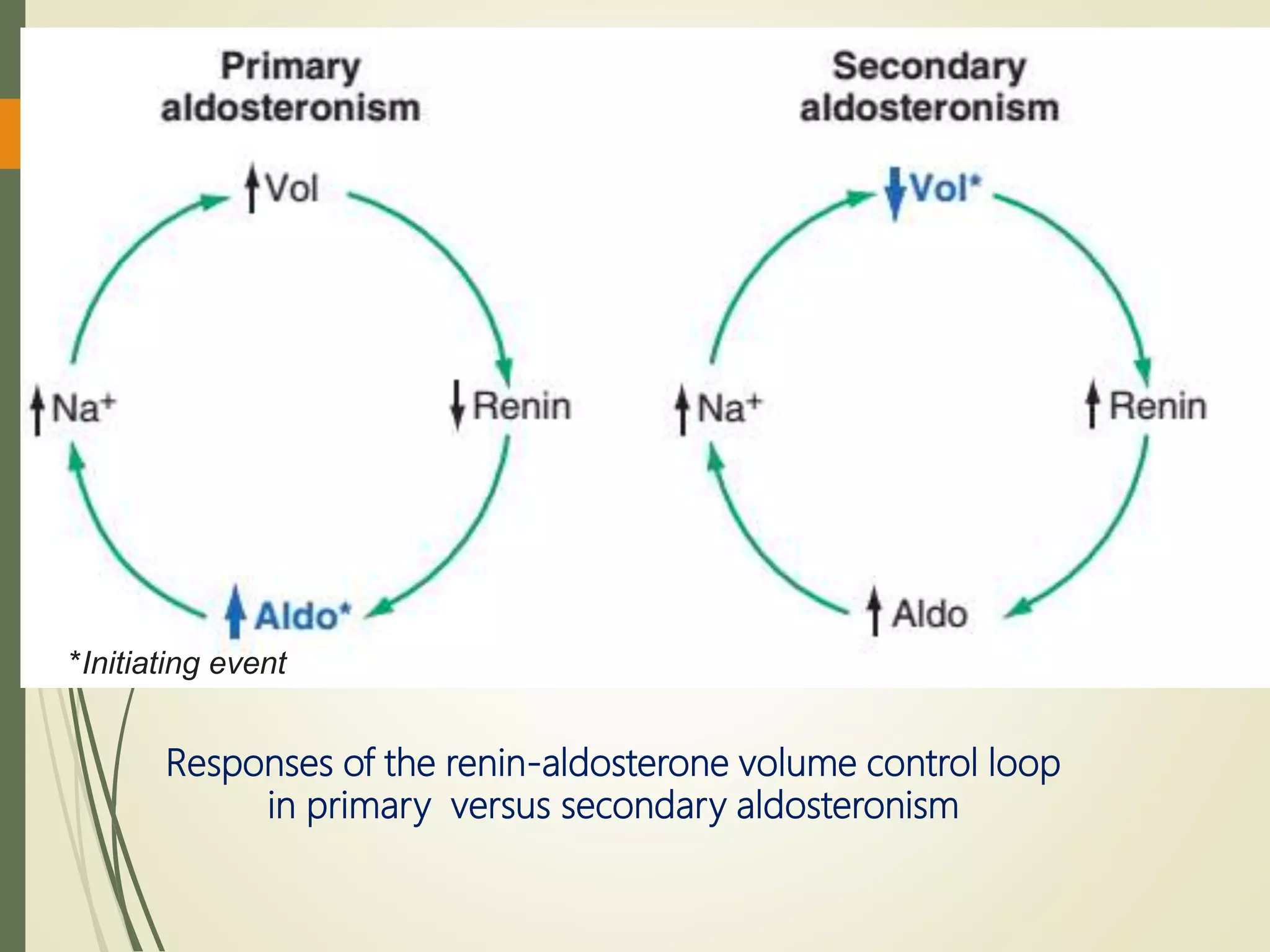 Responses of the renin-aldosterone volume control loop
in primary versus secondary aldosteronism
*Initiating event
 