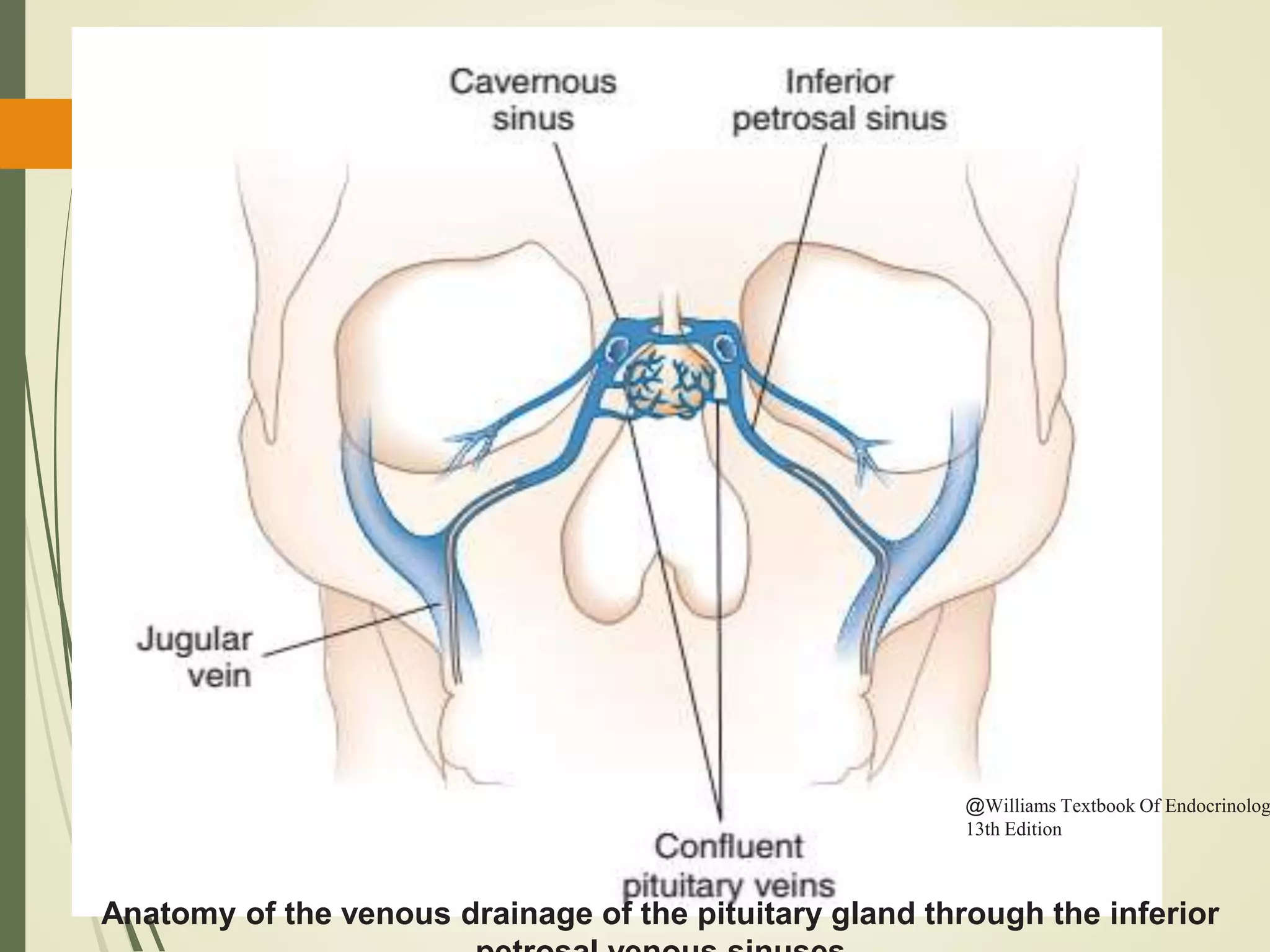 Anatomy of the venous drainage of the pituitary gland through the inferior
@Williams Textbook Of Endocrinolog
13th Edition
 
