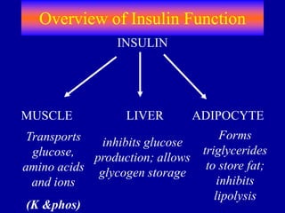 Overview of Insulin Function
Transports
glucose,
amino acids
and ions
(K &phos)
inhibits glucose
production; allows
glycogen storage
Forms
triglycerides
to store fat;
inhibits
lipolysis
INSULIN
MUSCLE LIVER ADIPOCYTE
 