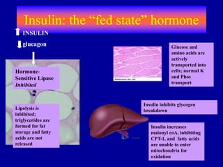 Insulin: the “fed state” hormone
Insulin inhibits glycogen
breakdown
Hormone-
Sensitive Lipase
Inhibited
INSULIN
glucagon
Lipolysis is
inhibited;
triglycerides are
formed for fat
storage and fatty
acids are not
released
Insulin increases
malonyl coA, inhibiting
CPT-1, and fatty acids
are unable to enter
mitochondria for
oxidation
Glucose and
amino acids are
actively
transported into
cells; normal K
and Phos
transport
 