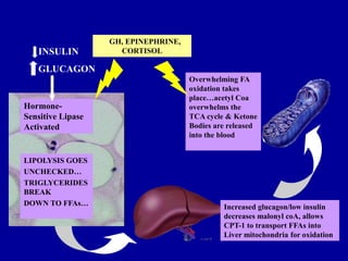 Overwhelming FA
oxidation takes
place…acetyl Coa
overwhelms the
TCA cycle & Ketone
Bodies are released
into the blood
Increased glucagon/low insulin
decreases malonyl coA, allows
CPT-1 to transport FFAs into
Liver mitochondria for oxidation
Hormone-
Sensitive Lipase
Activated
INSULIN
GLUCAGON
LIPOLYSIS GOES
UNCHECKED…
TRIGLYCERIDES
BREAK
DOWN TO FFAs…
GH, EPINEPHRINE,
CORTISOL
 