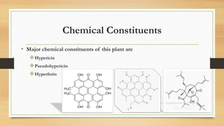 Hypericum perforatum | PPTX