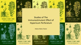 Studies of The
Immunostimulant Effect of
Hypericum Perforatum
Hatice Kübra Tamer
 