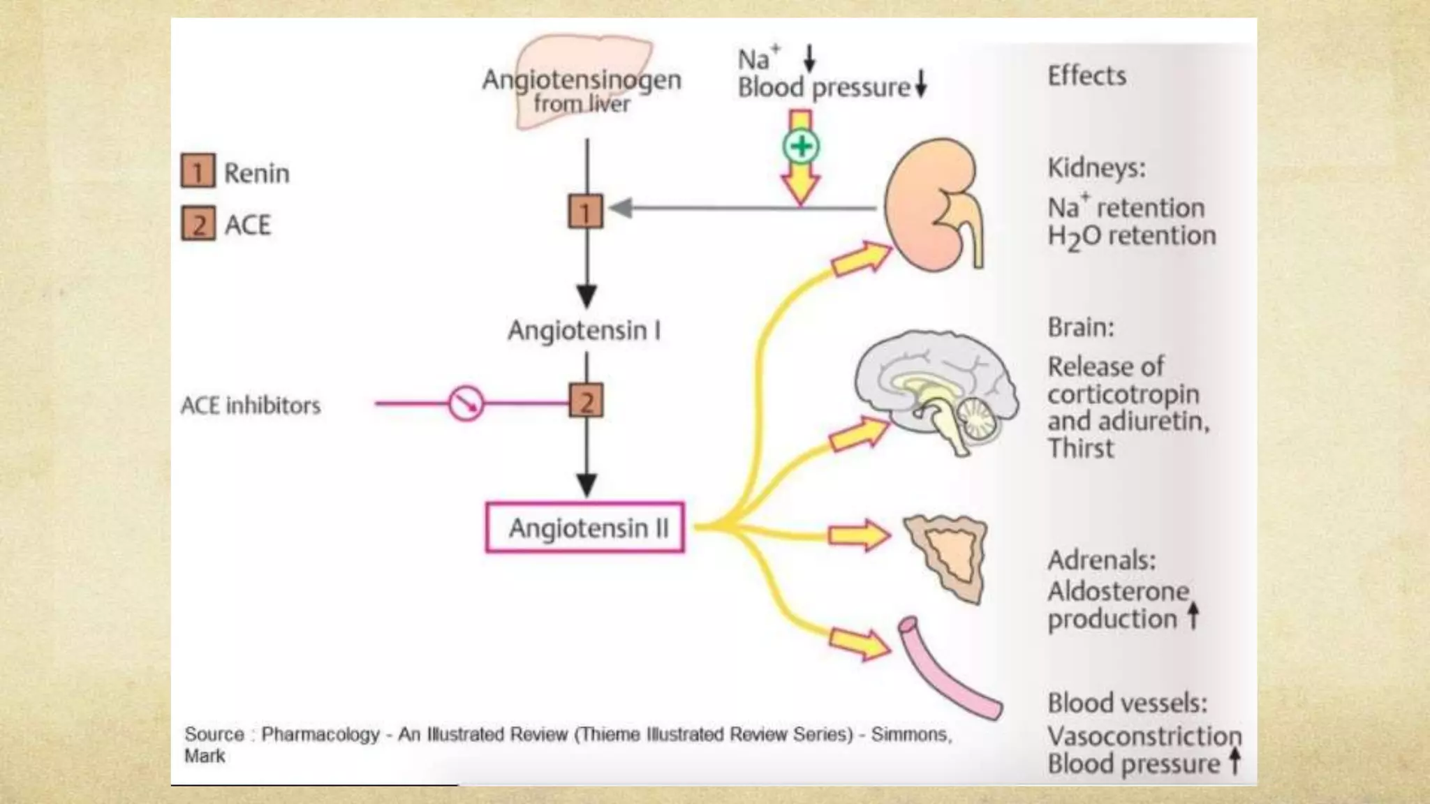 Hyperkalemia pathophysiology and treatment | PPTX