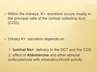  Within the kidneys, K+ excretion occurs mostly in
the principal cells of the cortical collecting duct
(CCD).
 Urinary K+ excretion depends on :
1. luminal Na+ delivery to the DCT and the CCD,
2. effect of Aldosterone and other adrenal
corticosteroids with mineralocorticoid activity.
 