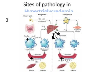 Sites of pathology in
Hypertriglycredemia
3
 