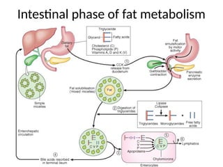 Intestinal phase of fat metabolism
 